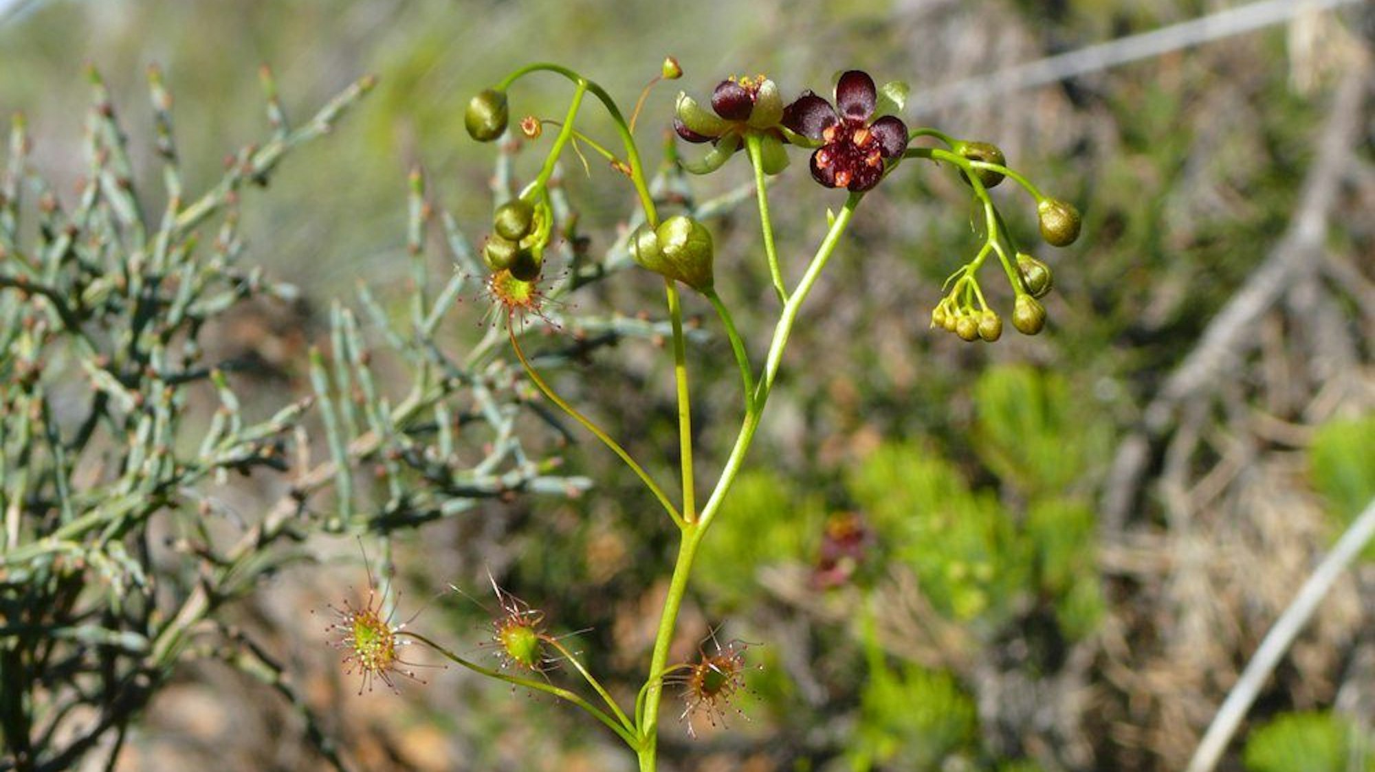 Die neue entdeckte fleischfressende Pflanze Drosera atrata (Schwarzer Sonnentau)