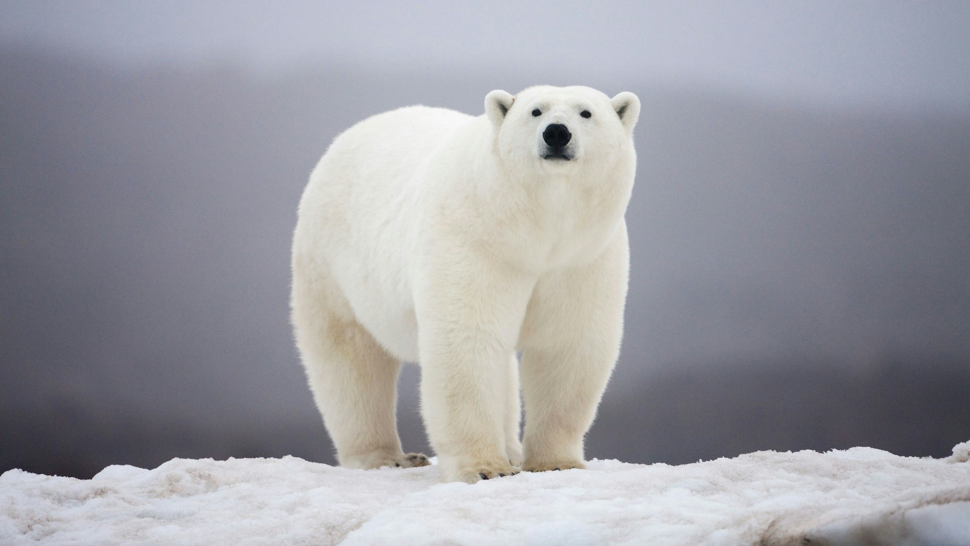 Eisbär schnuppert Luft, während er an einem nebligen Abend am felsigen Ufer der norwegischen Insel Malmgren spazieren geht.