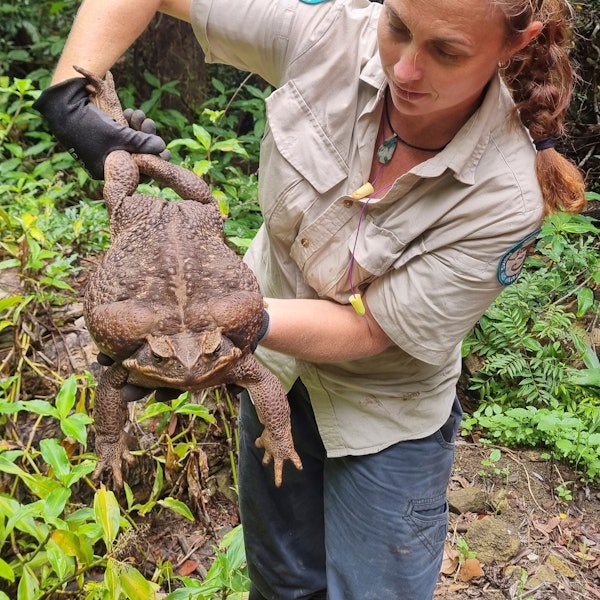 Die riesige Aga-Kröte wurde im australischen Bundesstaat Queensland entdeckt.