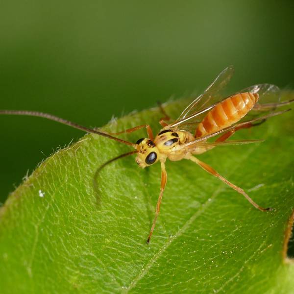Die Schlupfwespenart „Campodorus paradiesensis“ wurde vor Kurzem in Schleswig-Holstein entdeckt. Besonders ihre orange-gelbe Färbung ist für Wespen außergewöhnlich.