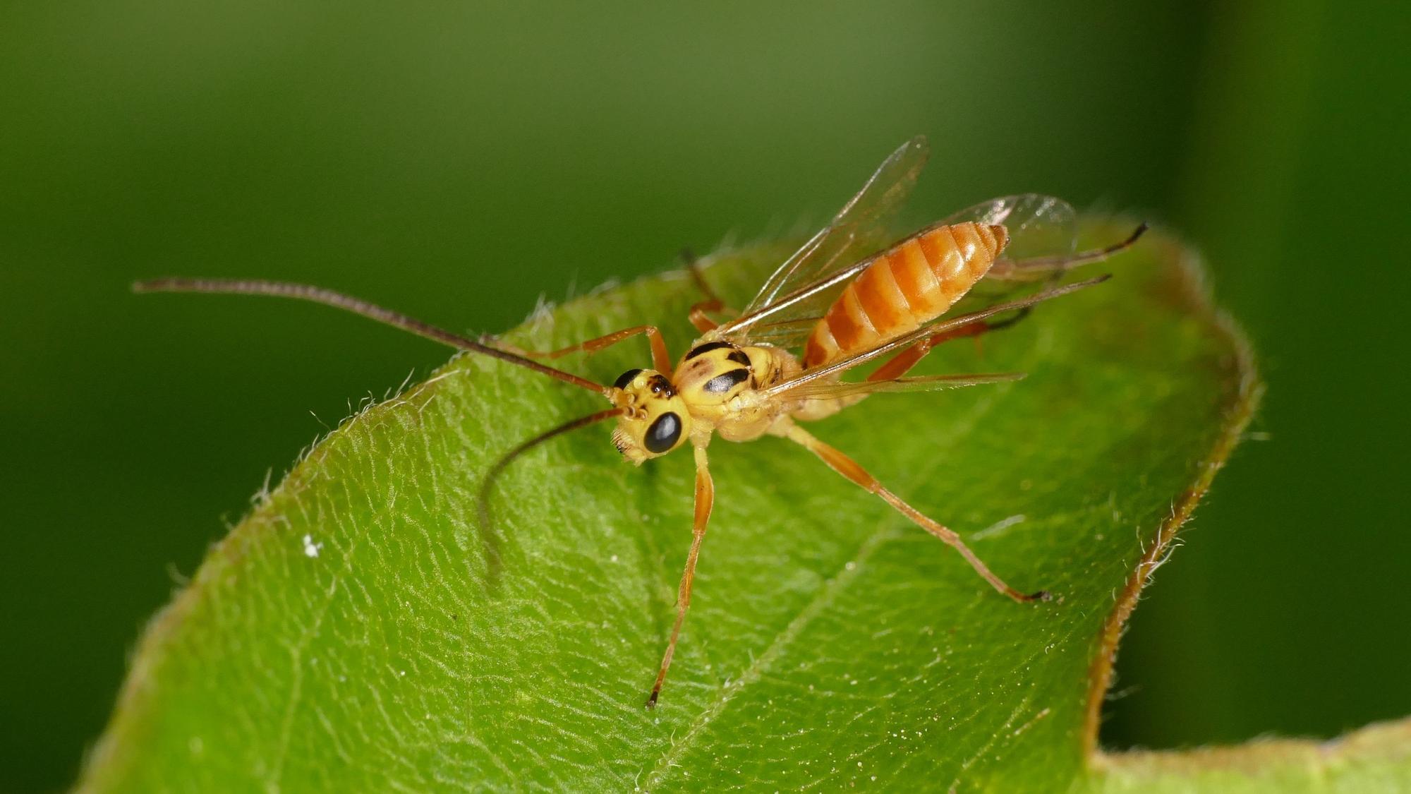 Die Schlupfwespenart „Campodorus paradiesensis“ wurde vor Kurzem in Schleswig-Holstein entdeckt. Besonders ihre orange-gelbe Färbung ist für Wespen außergewöhnlich.