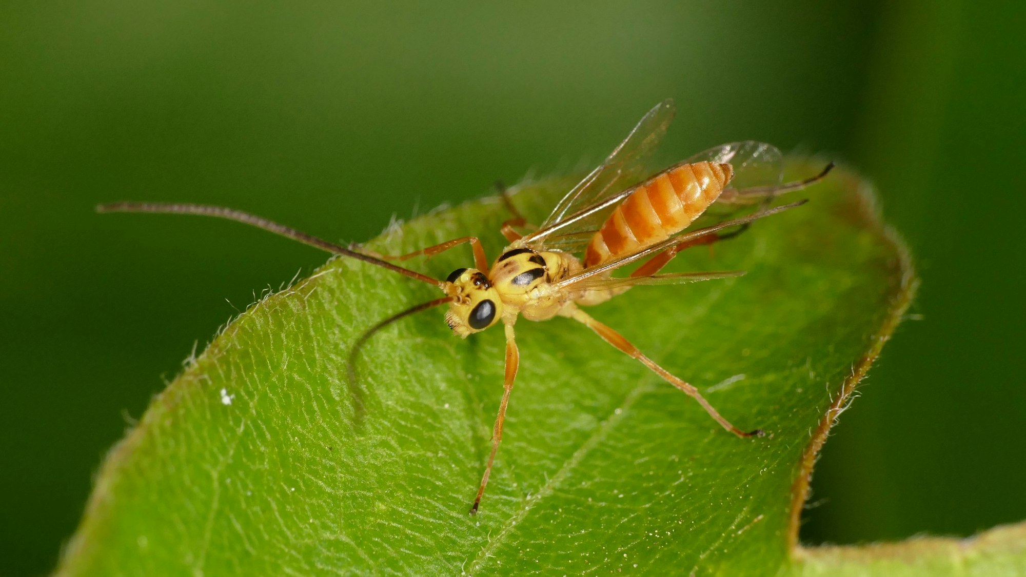 Die Schlupfwespenart „Campodorus paradiesensis“ wurde vor Kurzem in Schleswig-Holstein entdeckt. Besonders ihre orange-gelbe Färbung ist für Wespen außergewöhnlich.