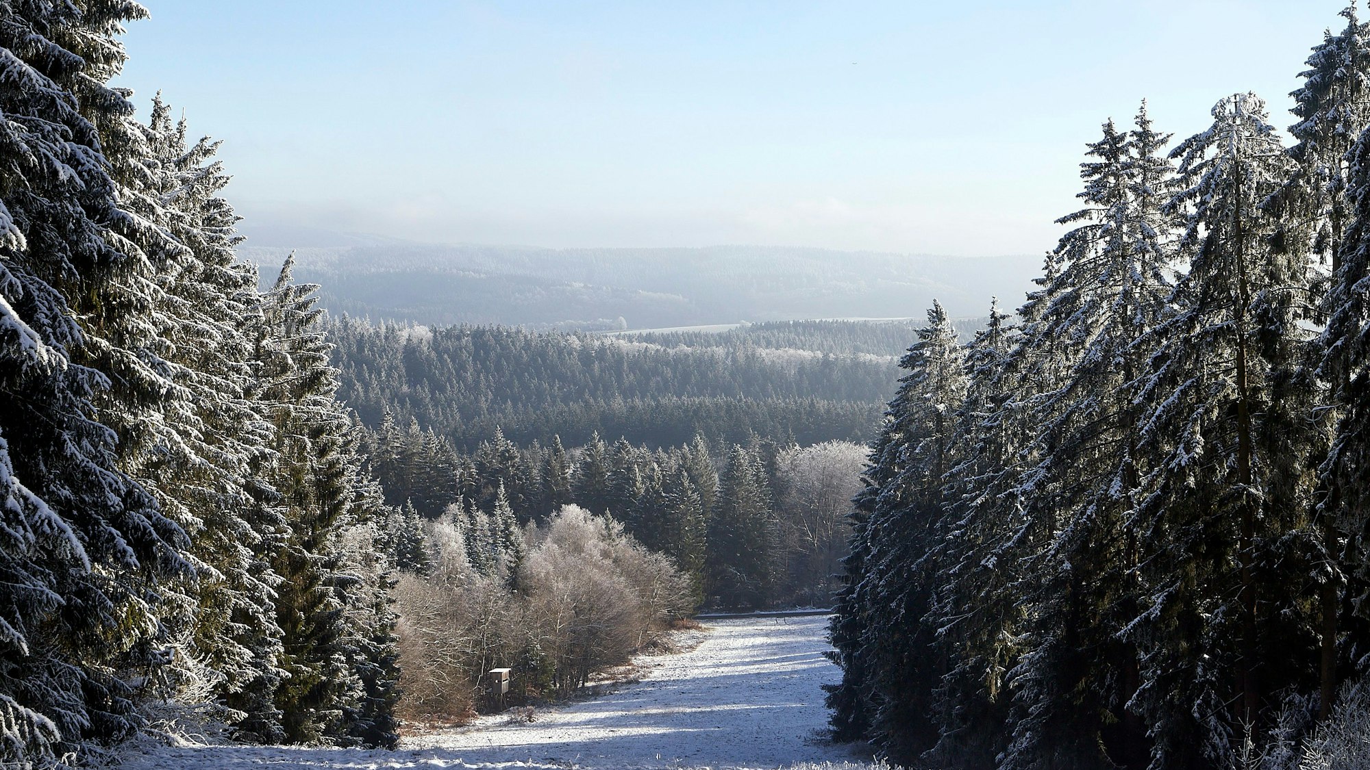 Dichte, hohe Tannen mit Schnee.