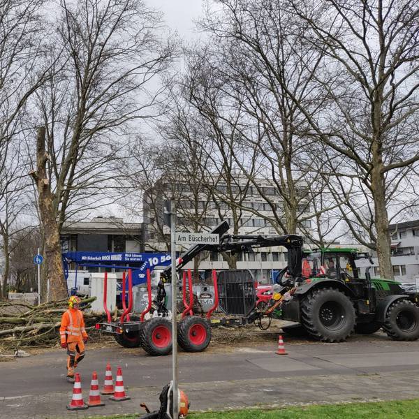 Holzarbeiter fällen Platanen, ein Traktor mit Anhänger steht vor dem Rathaus