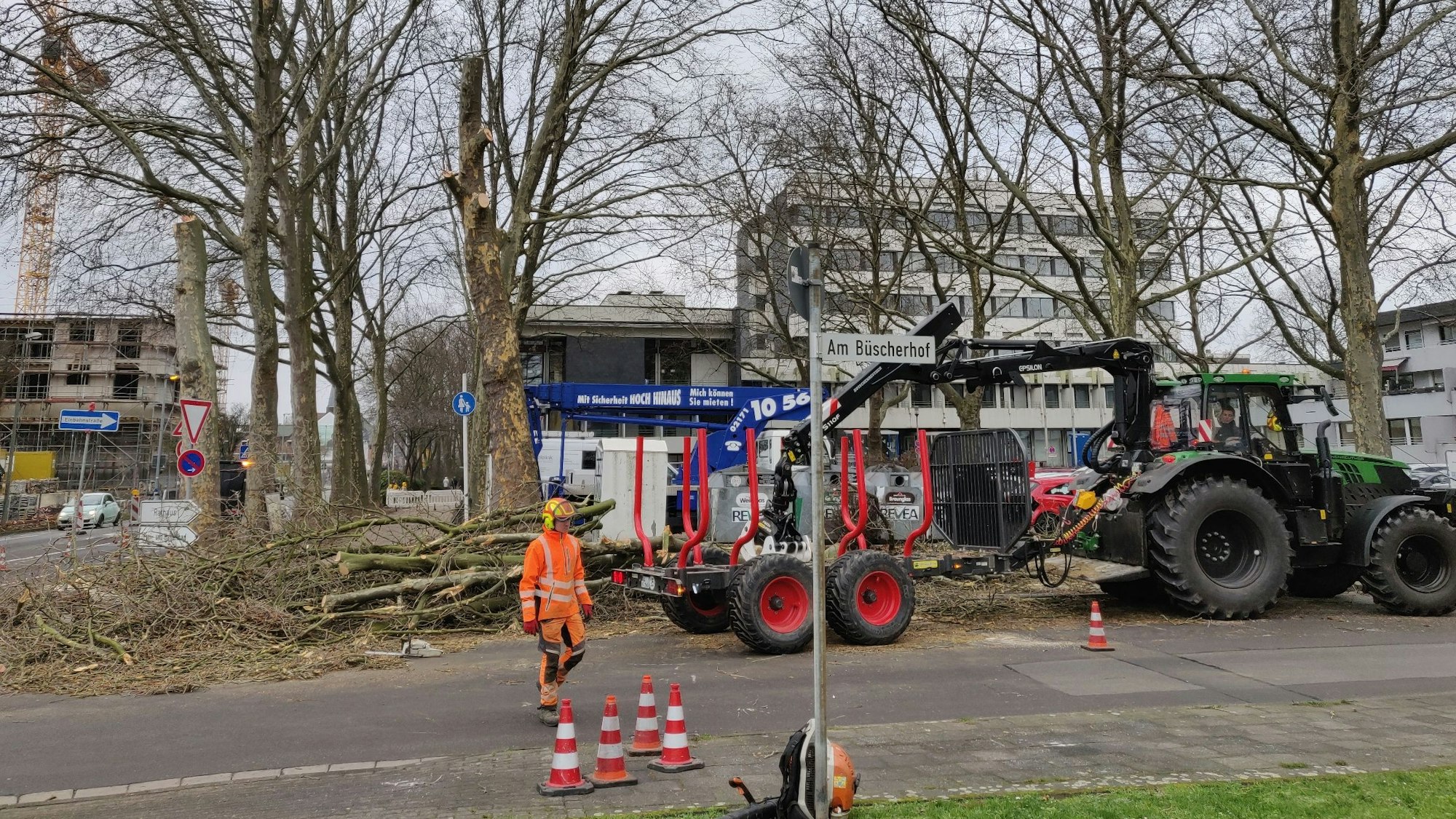 Holzarbeiter fällen Platanen, ein Traktor mit Anhänger steht vor dem Rathaus