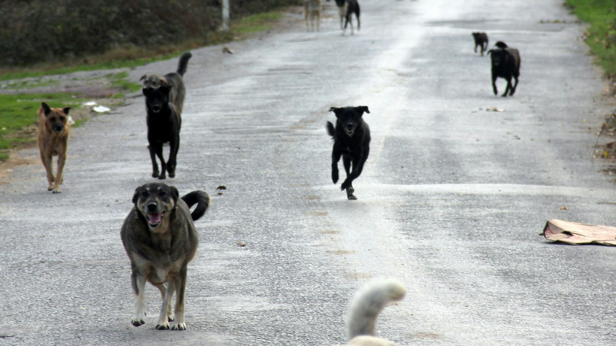 Hunde kommen im Beykoz-Wald auf Helfer mit Futter zugerannt. Die Tierfreunde von der Freiwilligen-Organisation "Huysuz Ihtiyar» füttern seit Jahren mehrmals die Woche in diesem Wald rund 1200 Hunde mit bis zu zwei Tonnen selbstgekochtem Futter. Sie halten an mehr als 20 Futterstellen und hupen dort. Dann brechen regelmäßig Dutzende Hunde aus dem Unterholz, um zu fressen und sich streicheln zu lassen.