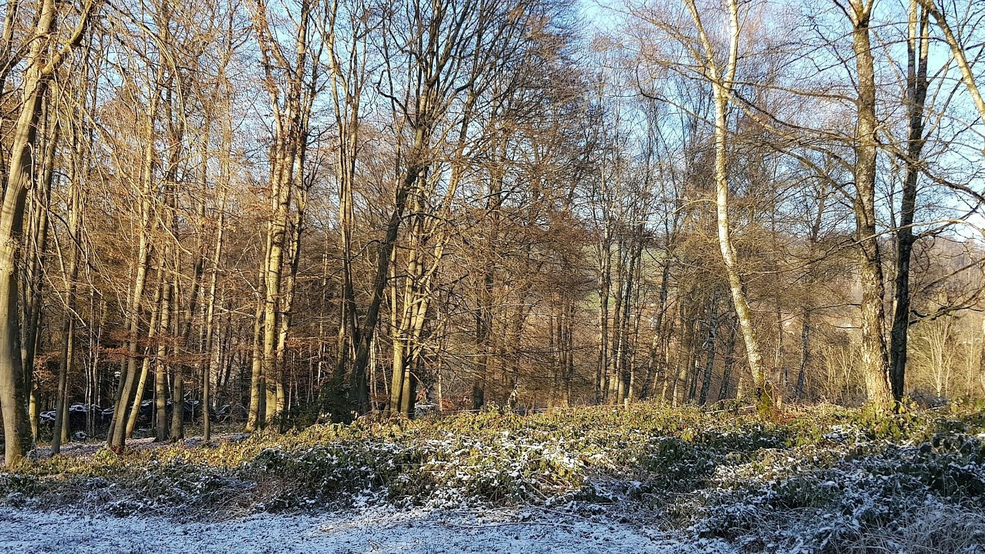 Buchenwald bei Buschhausen.