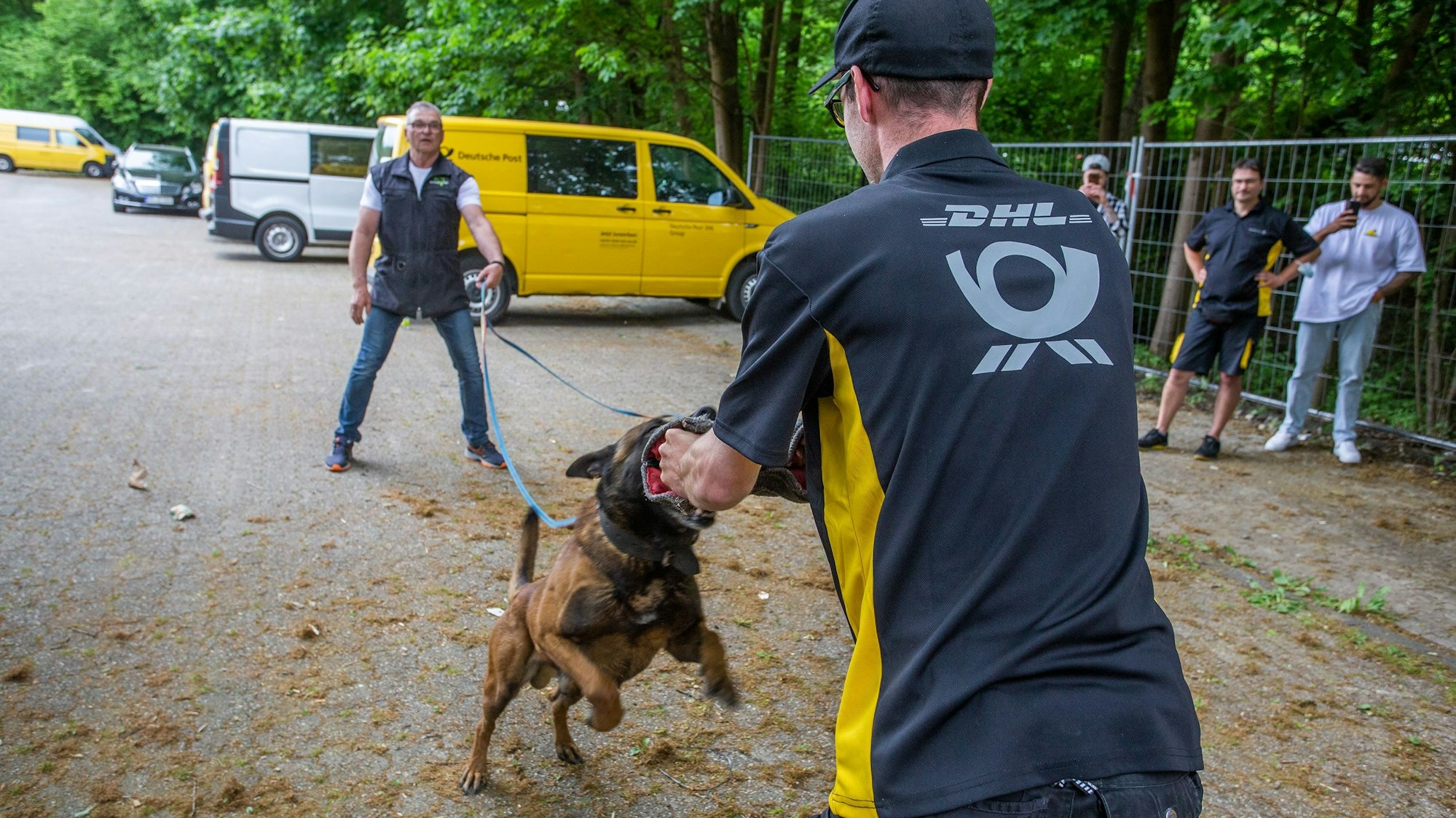 Bei einem Hundetraining stürzt ein angeleinter Hund auf einen Postboten zu.