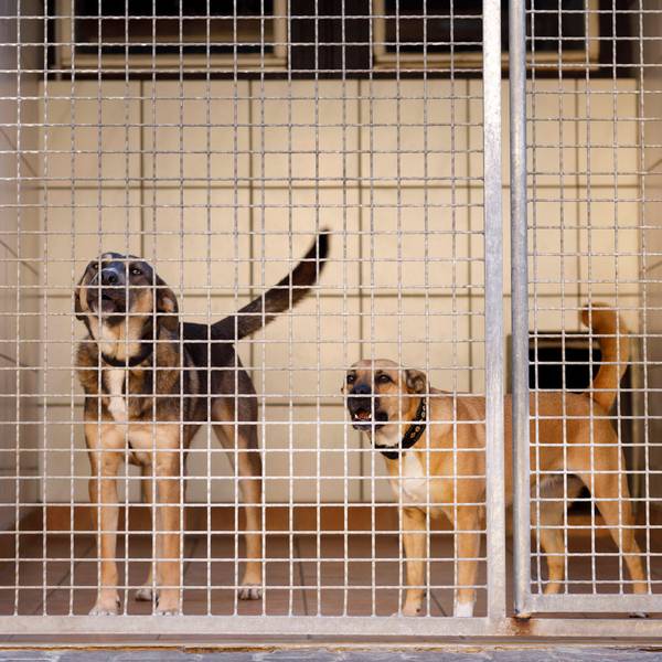 Hunde stehen hinter einem Gitter.