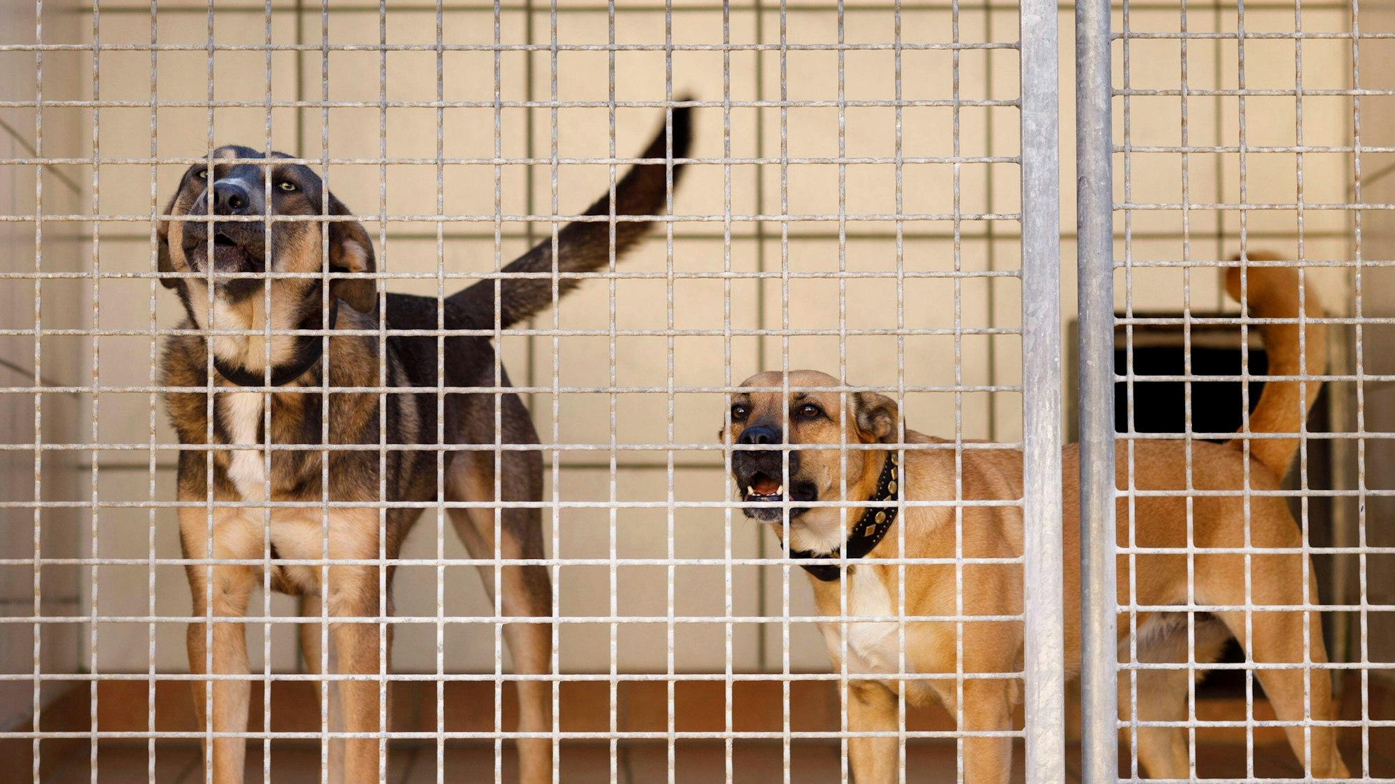 Zwei Hunde stehen in einem Tierheimkäfig.
