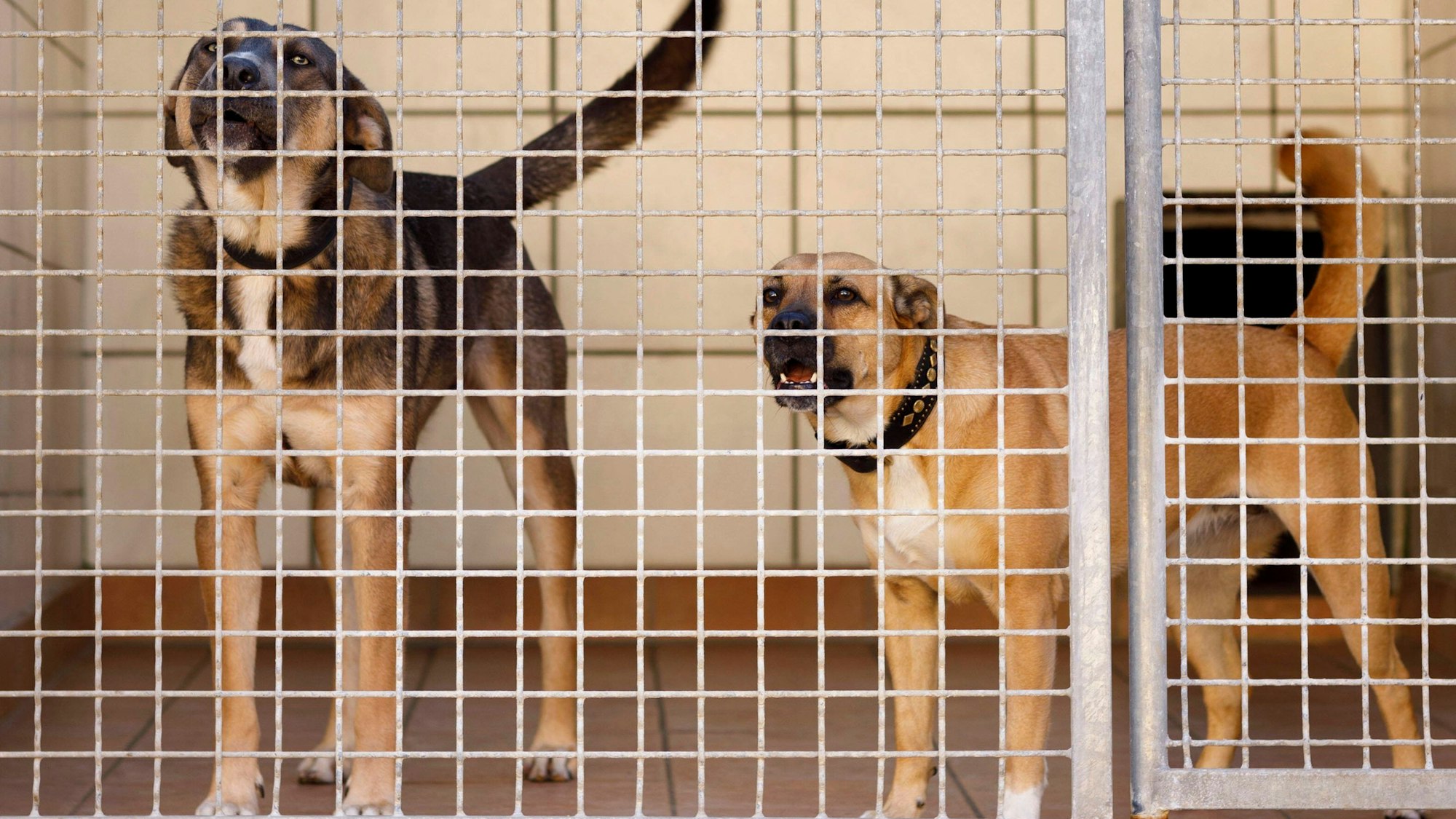 Hunde stehen hinter einem Gitter.