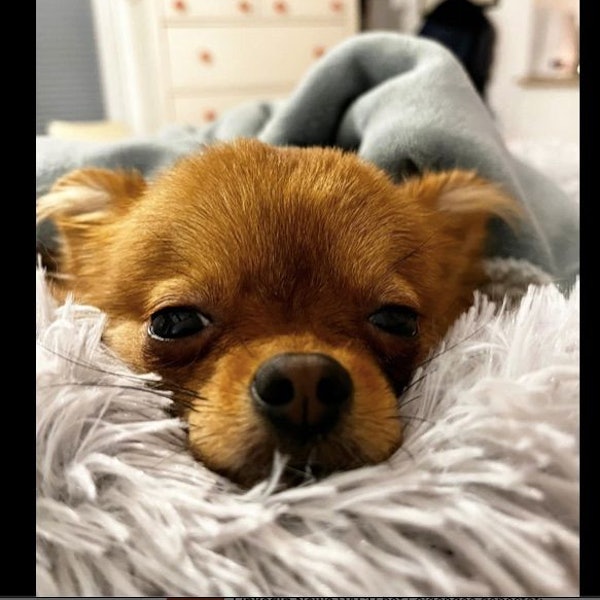 Hündin Sunny liegt auf einer Decke und blickt mit ihren großen Augen in die Kamera.