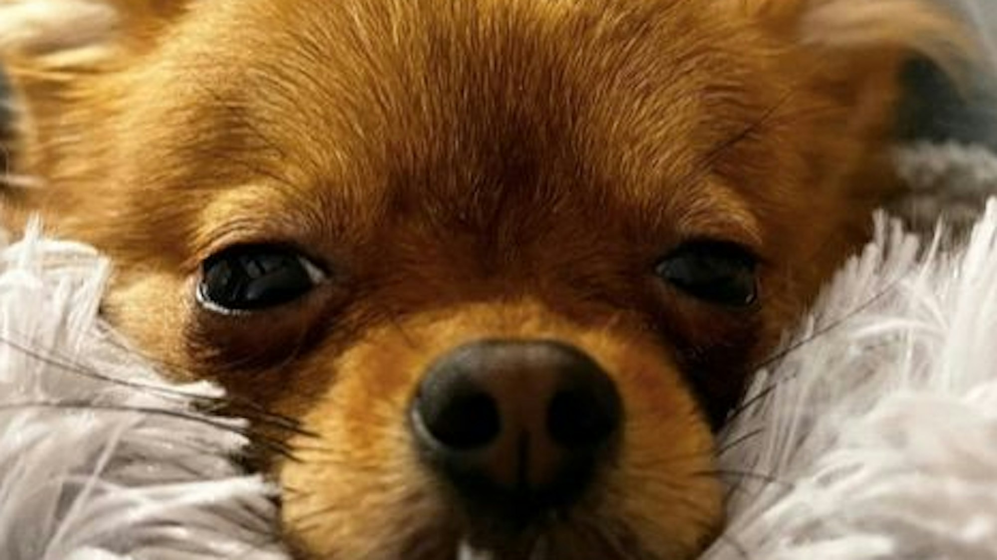 Hündin Sunny liegt auf einer Decke und blickt mit ihren großen Augen in die Kamera.