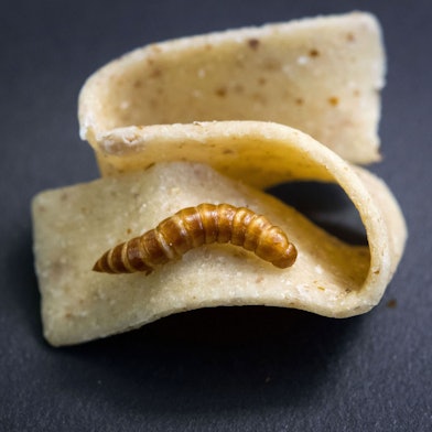 Die getrocknete Larve eines Getreideschimmelkäfers (Alphitobius diaperinus), auch Buffalowurm genannt, liegt auf einer Bandnudel