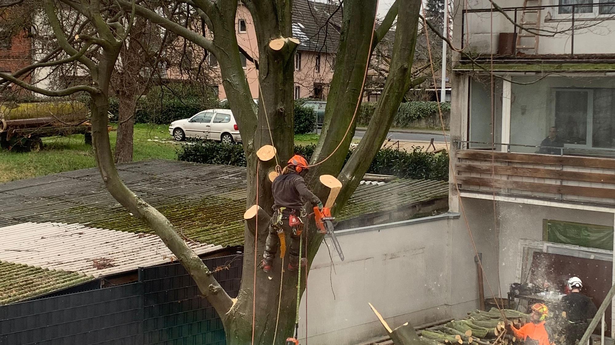 Baum wird gefällt