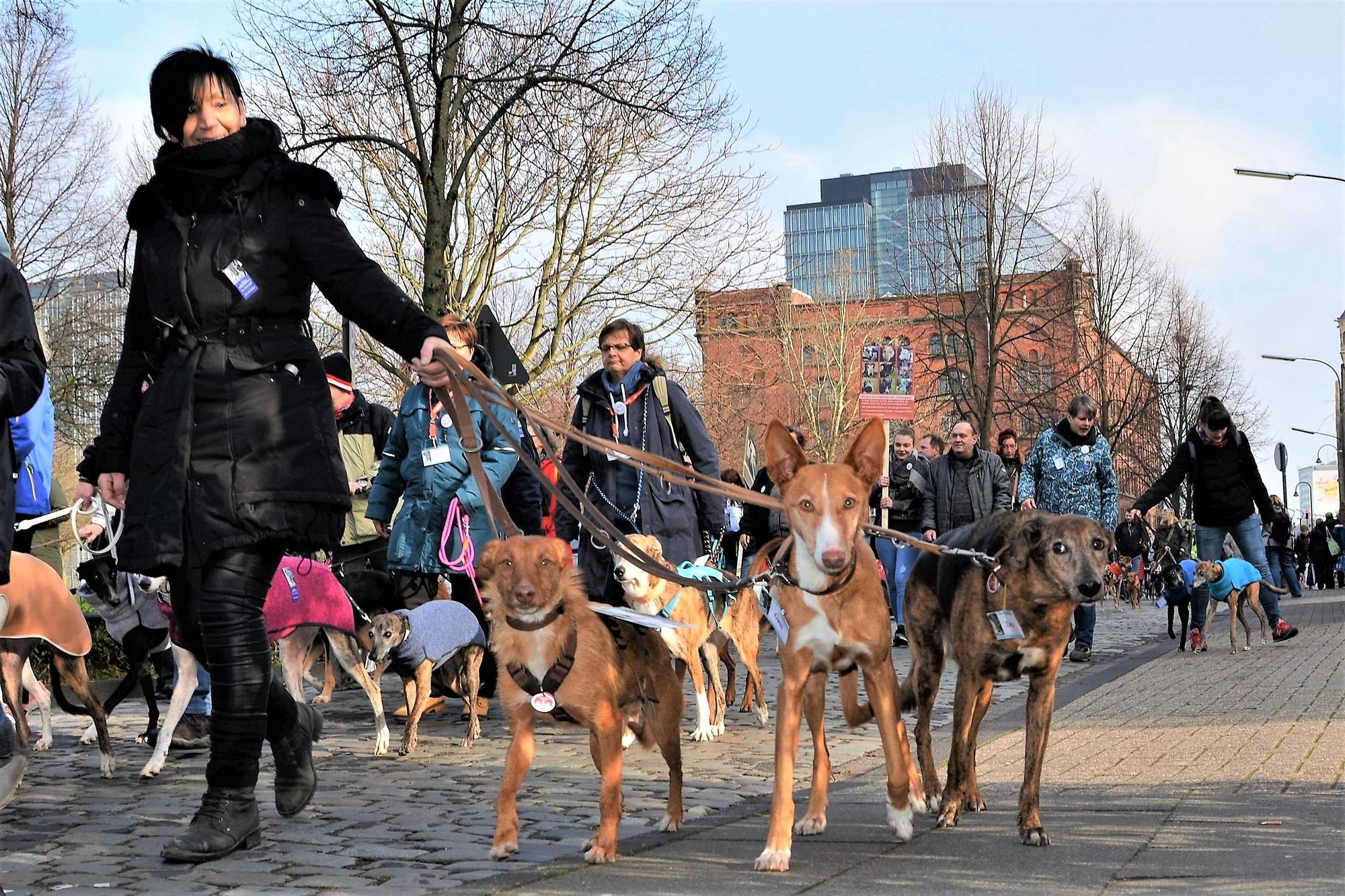 Galgo