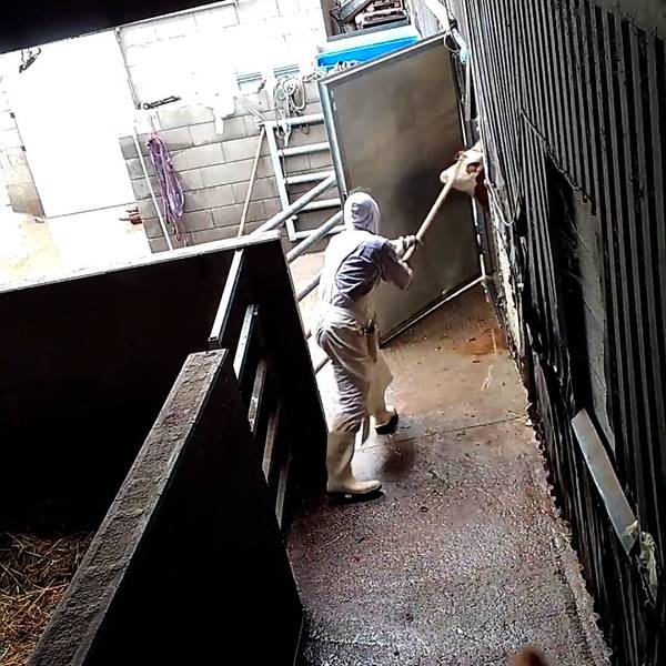 Auf dem Foto ist ein Schlachthof-Mitarbeiter zu sehen, der ein Rind gewaltsam mithilfe einer Mistgabel in den Schlachtraum zieht.