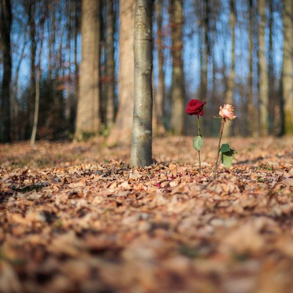 Zwei Rosen stehen im Begräbniswald in Wiehl-Steinacker.