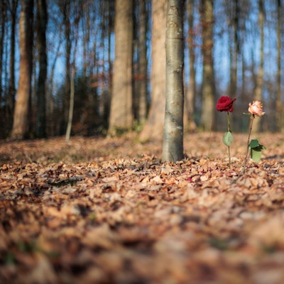 Zwei Rosen stehen im Begräbniswald in Wiehl-Steinacker.