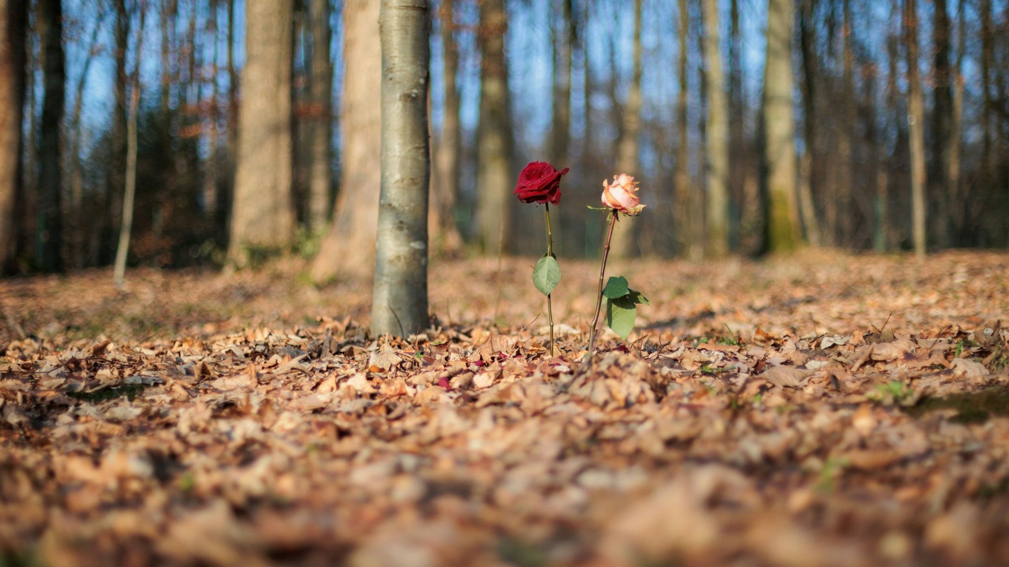 Zwei Rosen stehen im Begräbniswald in Wiehl-Steinacker.