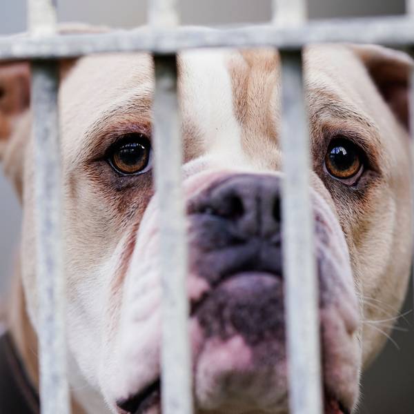 Eine Old English Bulldog steht im Tierheim Ludwigshafen hinter dem Gitter ihres Käfigs.