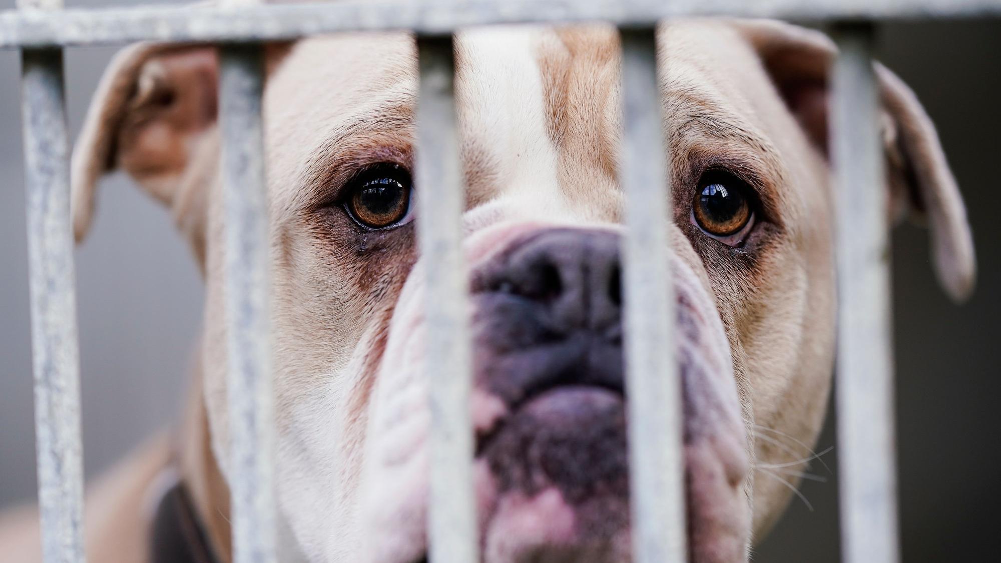 Eine Old English Bulldog steht in einem Tierheim hinter dem Gitter ihres Käfigs.