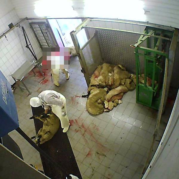 Das Foto zeigt eine Szene aus dem Schlachtbetrieb in Hürth.. Zwei Männer bereiten Schafe auf ihre Schlachtung vor.