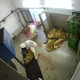 Aufnahmen wie diese schockierten Anfang 2023 die Öffentlichkeit. Sie sollen die Verstöße gegen das Tierschutzgesetz in einem Hürther Schlachthof dokumentieren.