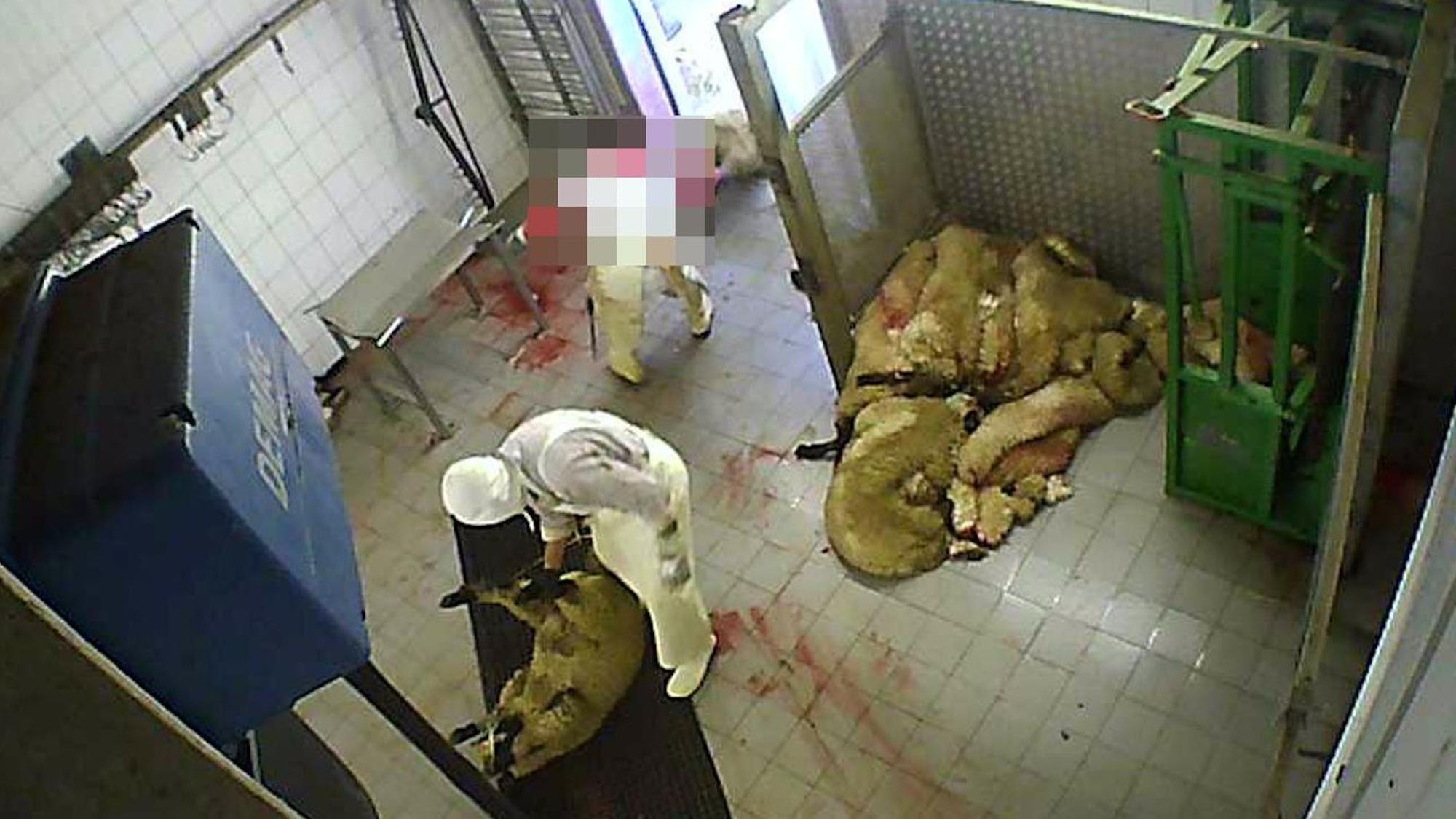 Das Foto zeigt eine Szene aus dem Schlachtbetrieb in Hürth.. Zwei Männer bereiten Schafe auf ihre Schlachtung vor.