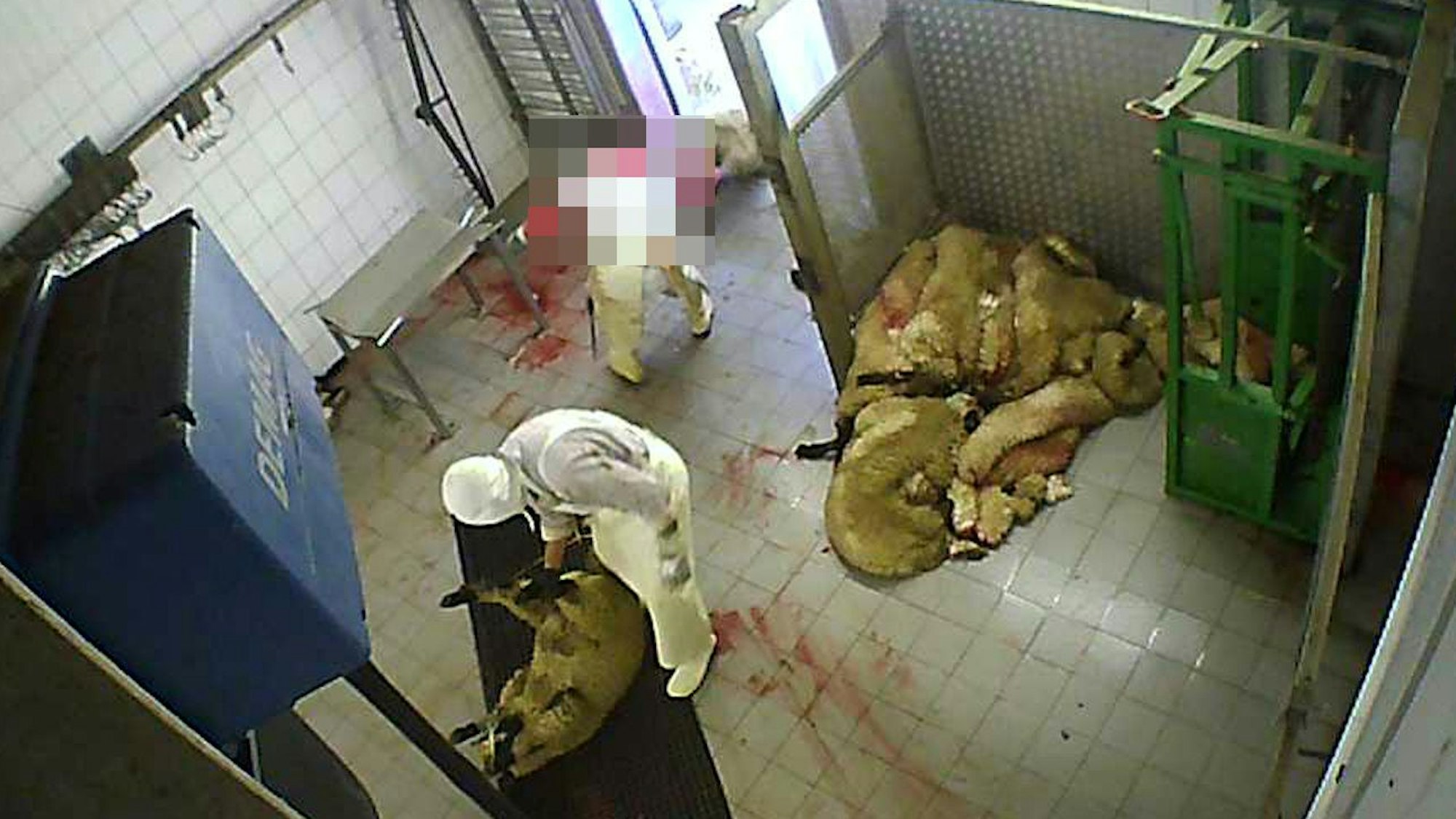 Das Foto zeigt eine Szene aus dem Schlachtbetrieb in Hürth.. Zwei Männer bereiten Schafe auf ihre Schlachtung vor.