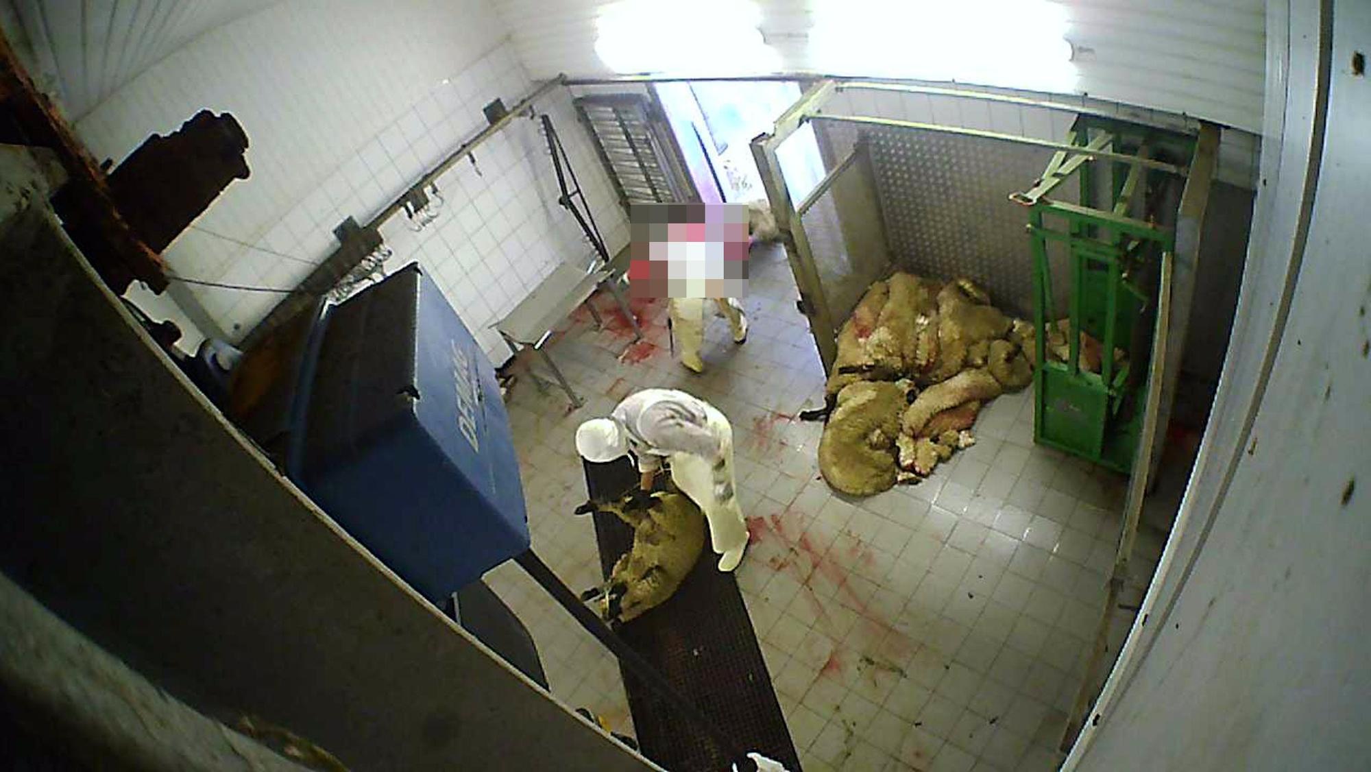 Auf dem Foto ist zu sehen, wie zwei Männer in dem Hürther Schlachthof Schafe schlachten.