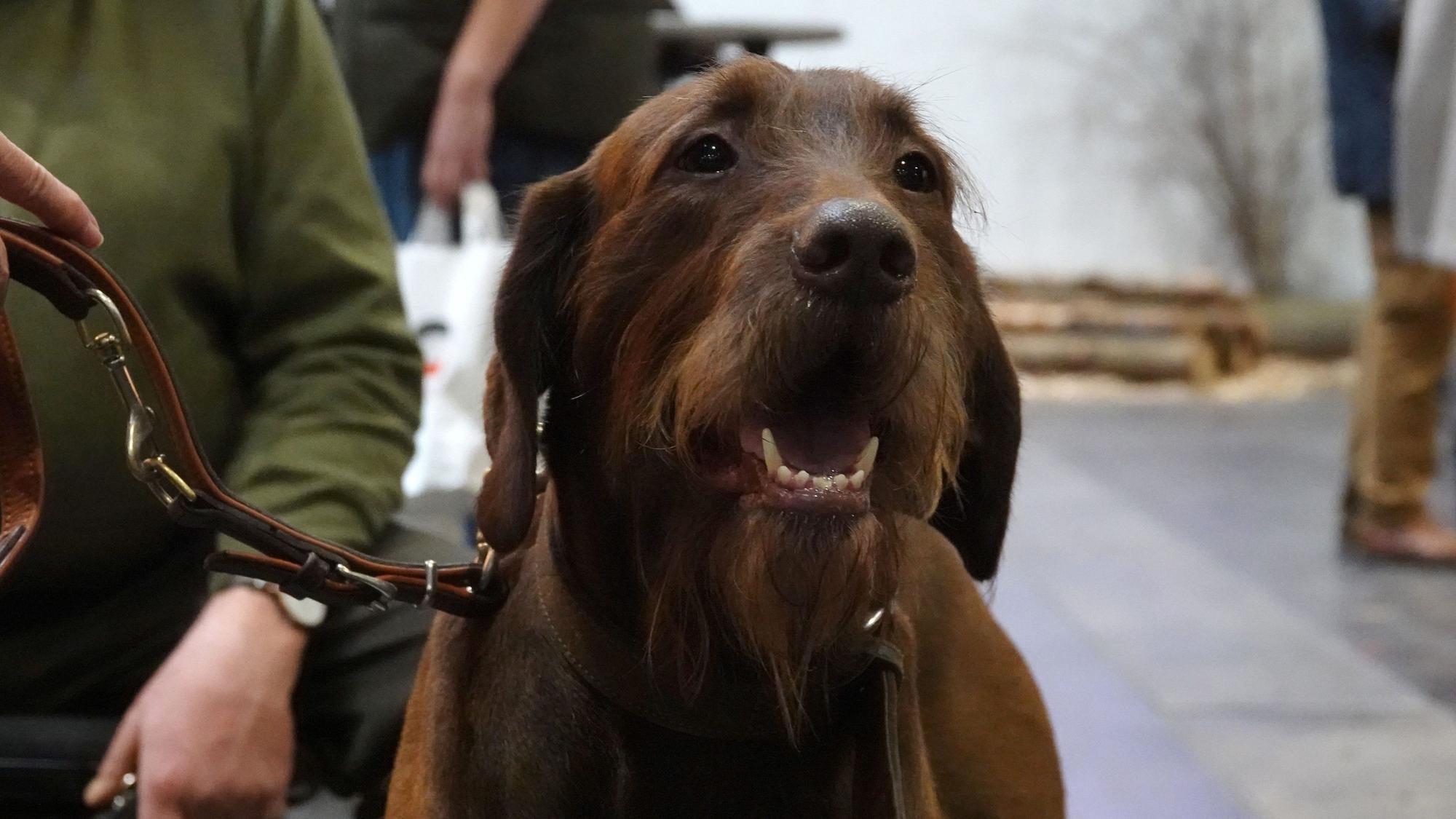 Ein Hund auf der internationalen Publikumsmesse Jagd & Hund. In den USA hat ein Hund bei einem Jagdausflug versehentlich einen Mann erschossen. (Symbolbild)