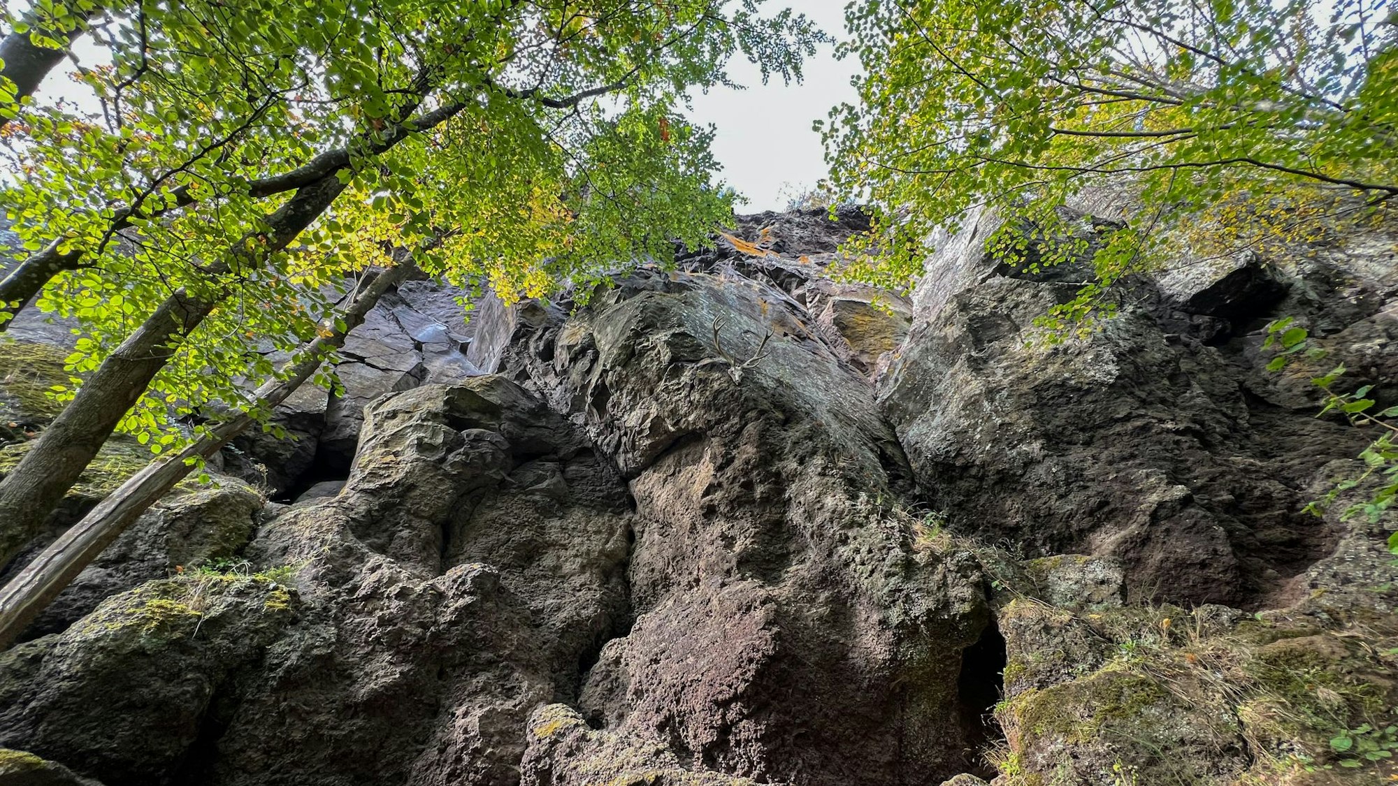 Felswand umgeben von Bäumen