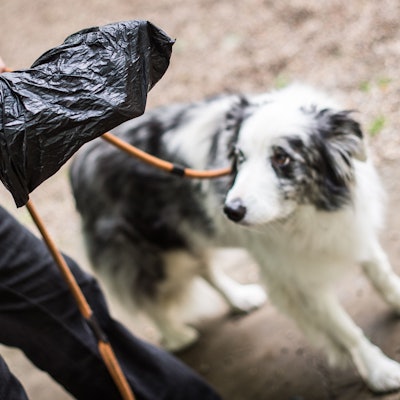 Ein Hund sowie einen Hundehalter mit Kotbeutel.