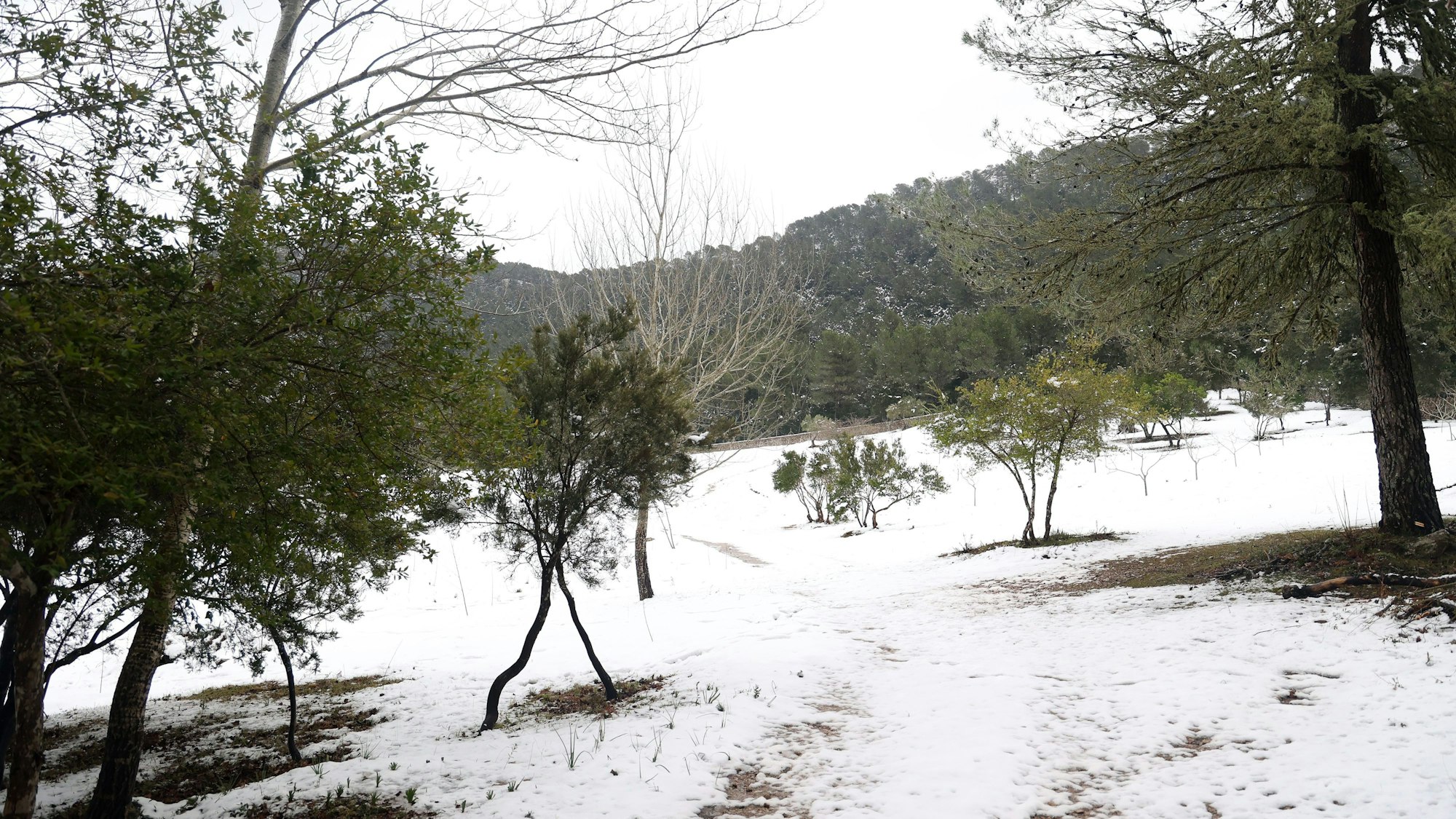 Ein Waldweg auf Mallorca ist komplett zugeschneit.
