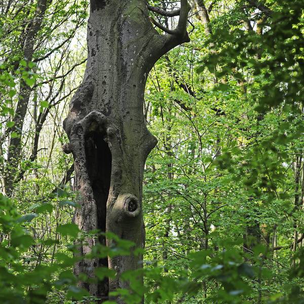 Ein abgestorbener Baum steht in einem Wäldchen.