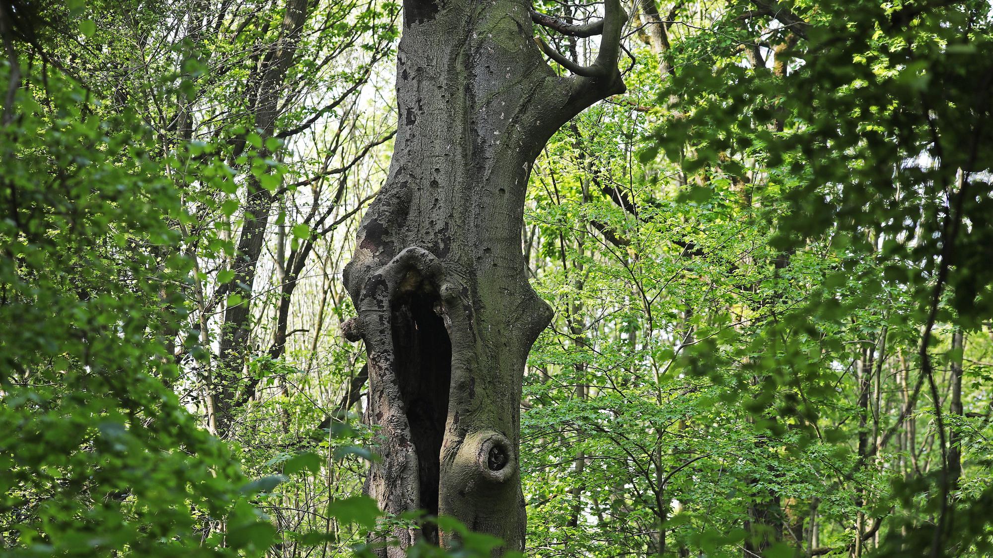 Ein abgestorbener Baum steht in einem Wäldchen.