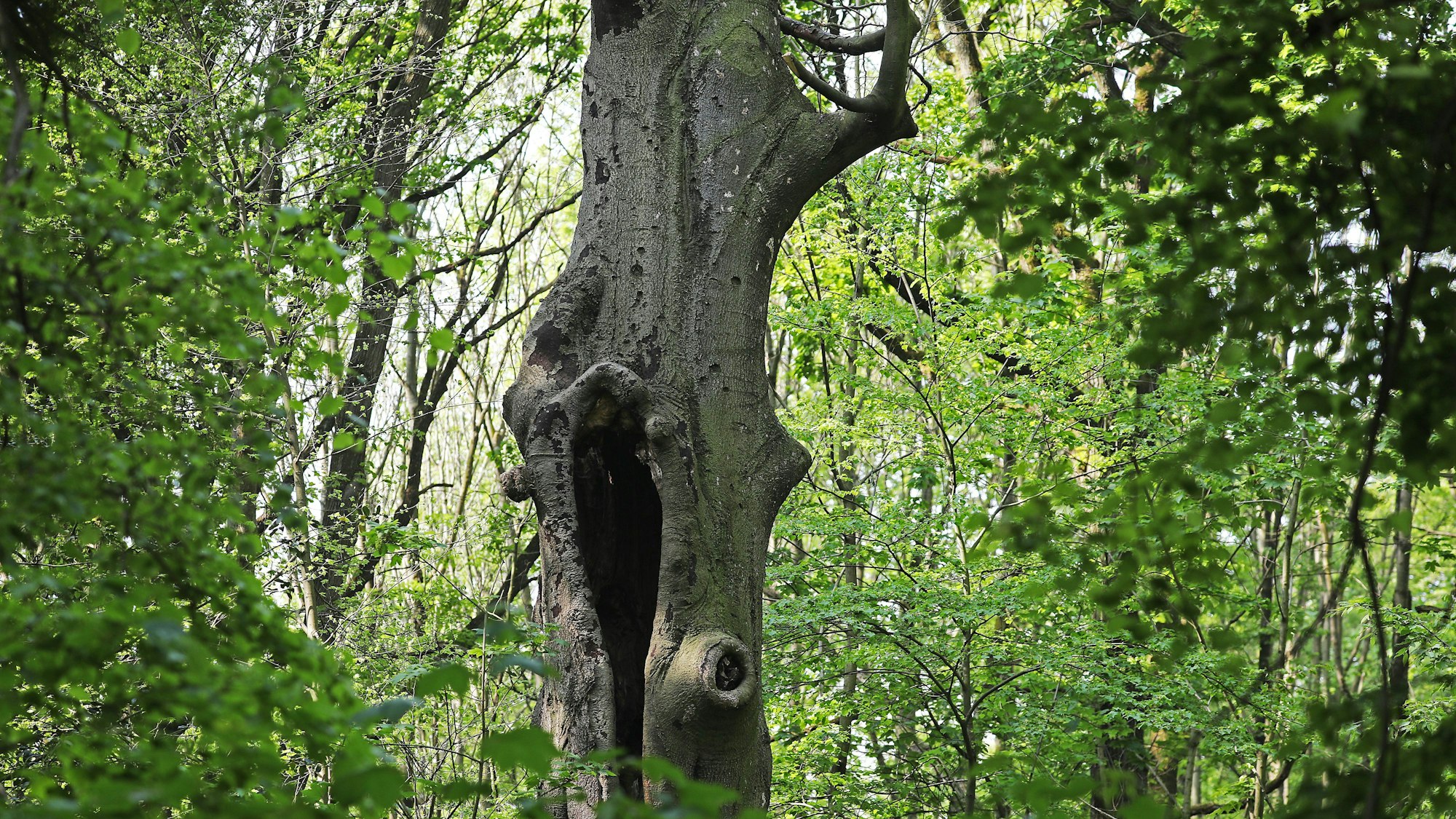 Ein abgestorbener Baum steht in einem Wäldchen.
