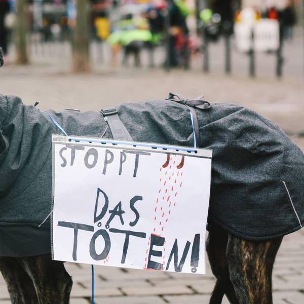 Ein Galgo beim Galgo-Marsch in Köln.