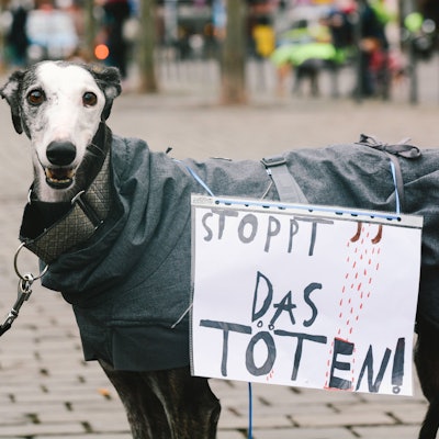 Ein Galgo beim Galgo-Marsch in Köln.