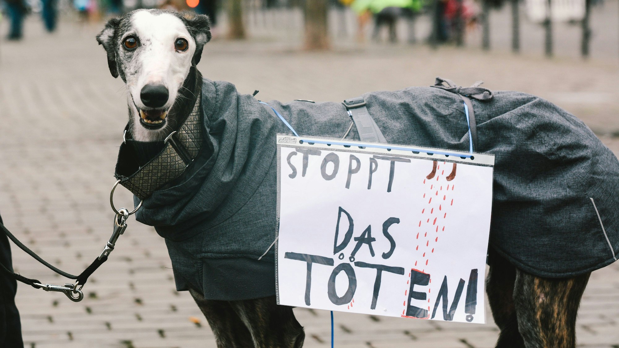 Ein Galgo beim Galgo-Marsch in Köln.