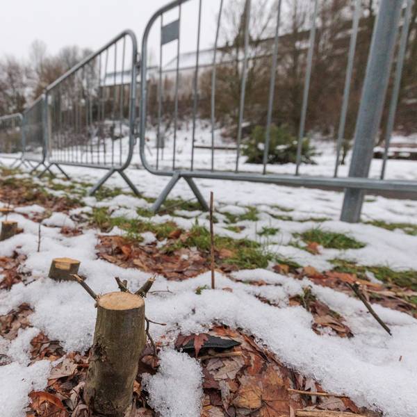 Zu sehen sind die Reste einer Hecke, davor eine Reihe Absperrgitter.