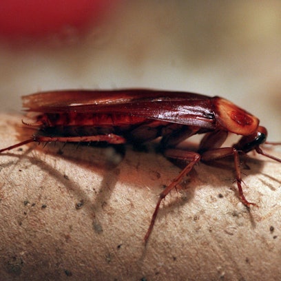 Es ist eine Kakerlake zu sehen.