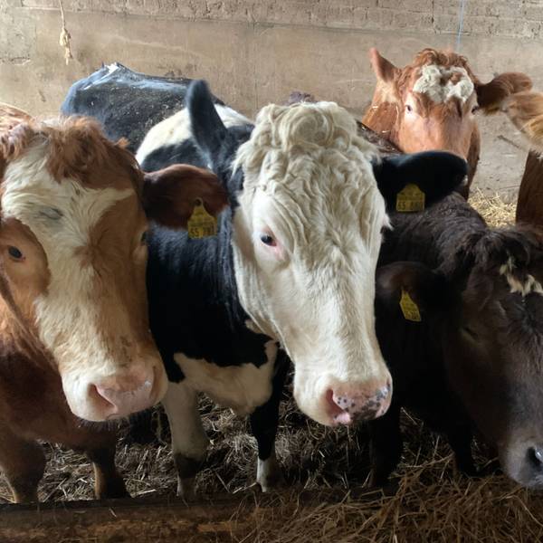 Rinder auf dem Hof der Familie Fritzen im Rhein-Sieg-Kreis