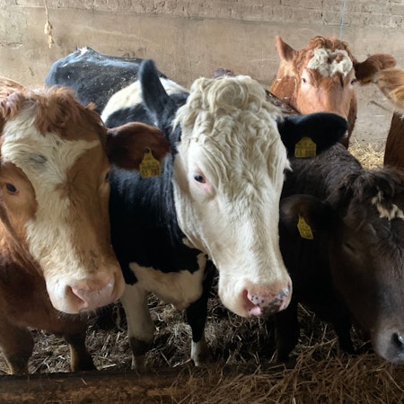 Rinder auf dem Hof der Familie Fritzen im Rhein-Sieg-Kreis