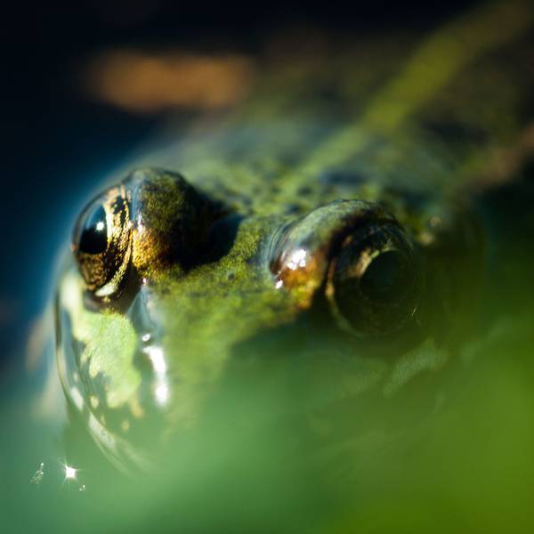 Ein Moorfrosch (Rana Arvalis) in grüner Farbvariante sitzt in einem Teich.