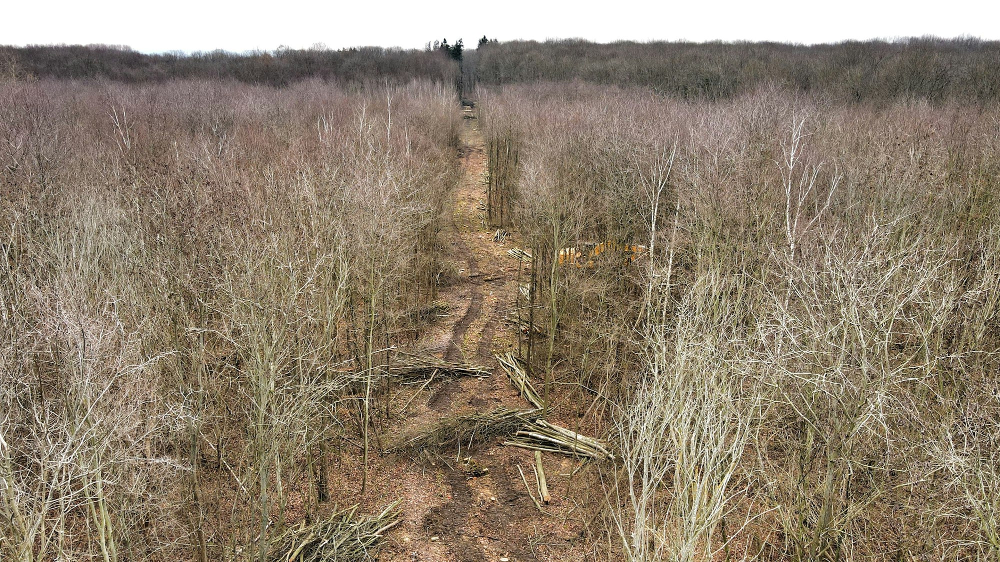Luftaufnahme von der Rodungsfläche in dem Wald.