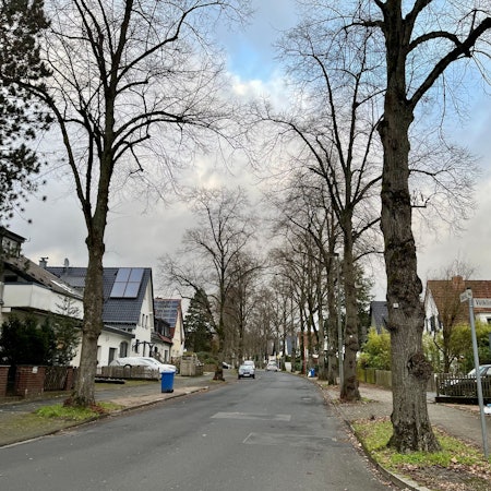 Blick auf die von großen Bäumen gesäumte Saarstraße.