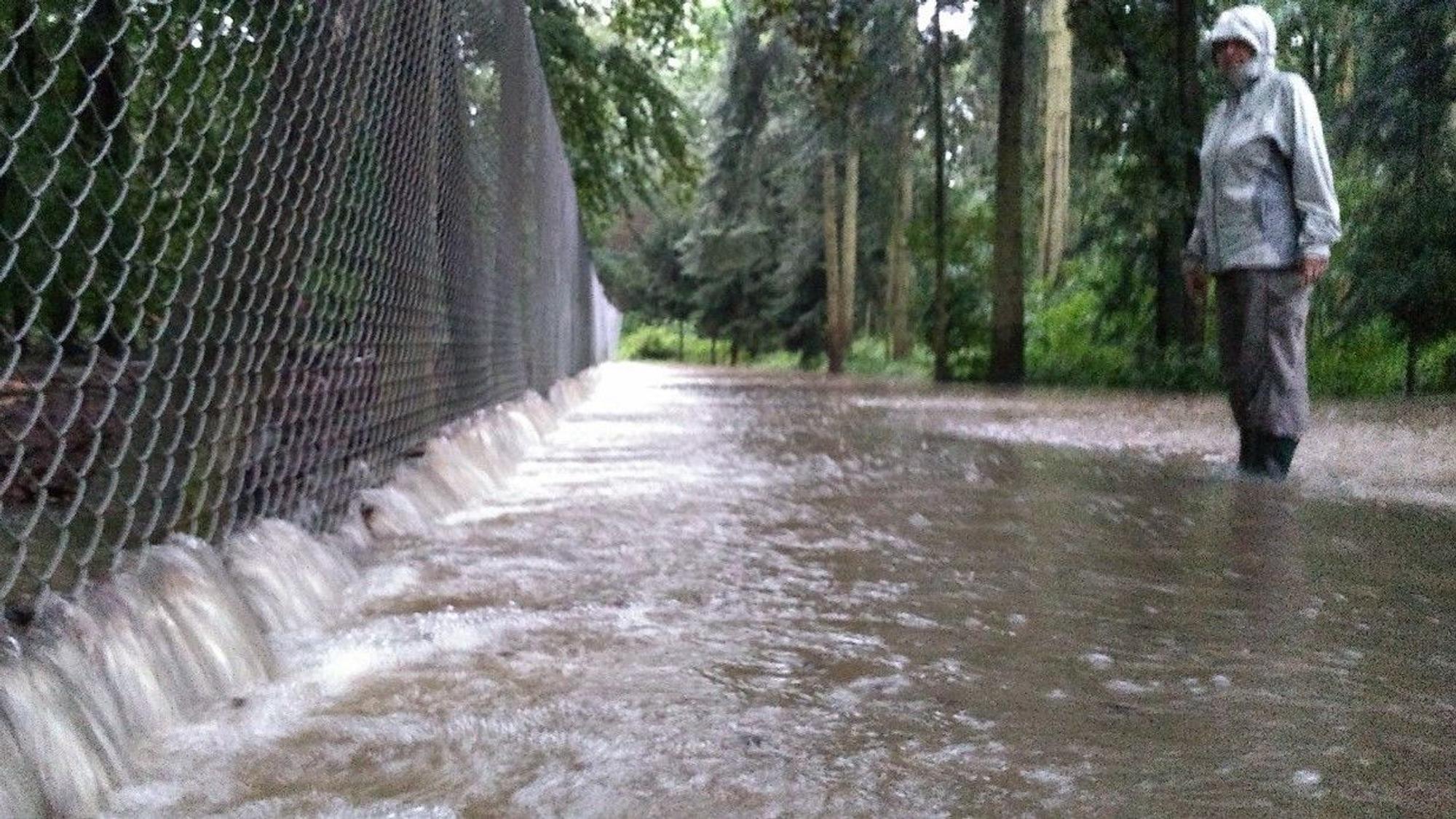 Das Wasser fließt am Wildschweingehege durch den Dünnwälder Wildpark.