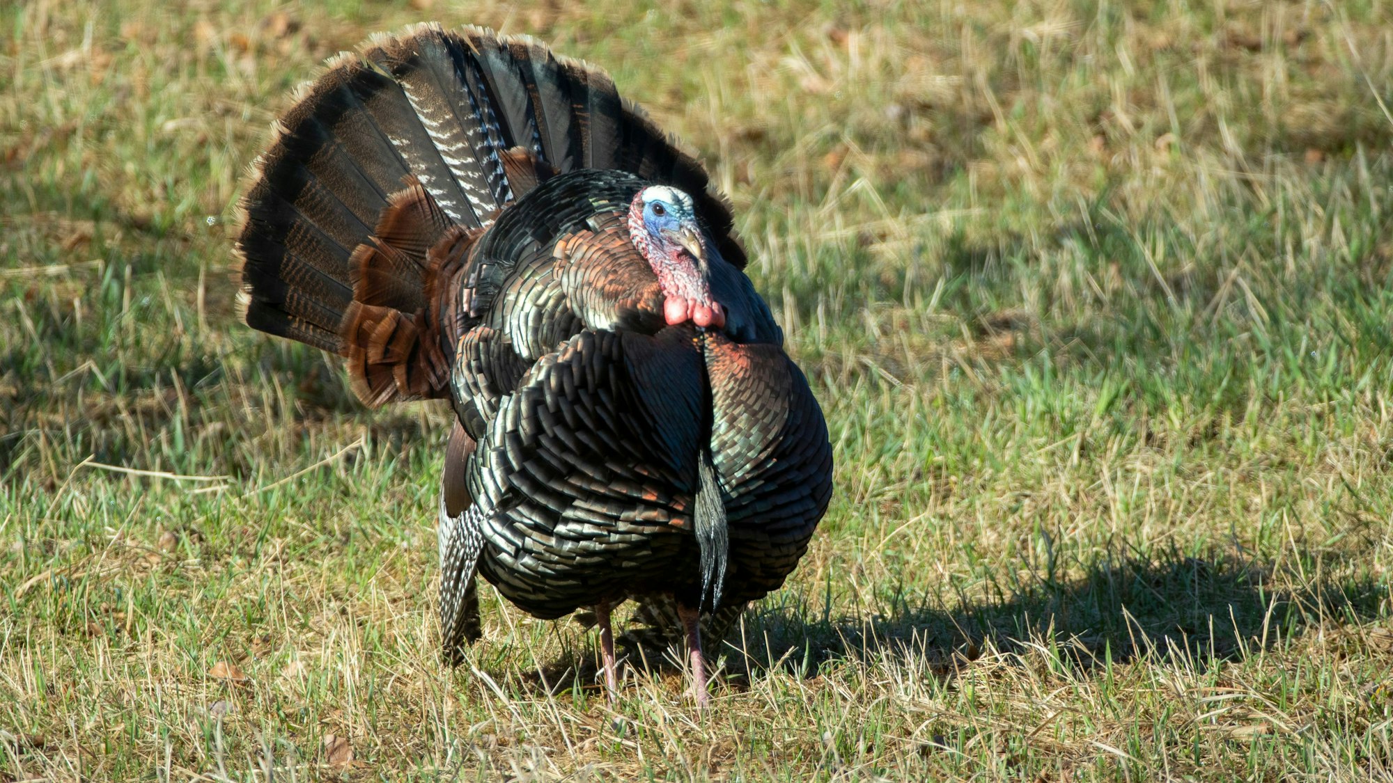 Minnesota, USA: Ein wilder Truthahn steht auf einer Wiese.